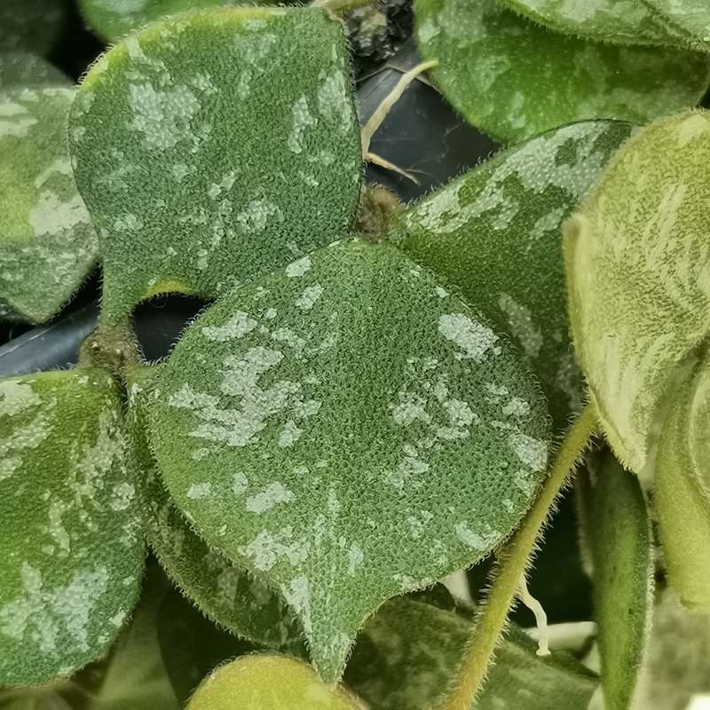 Hoya Curtisii fiore di cera foto reali vaso 12cm pianta grassa