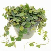 Hoya Curtisii fiore di cera foto reali vaso 12cm pianta grassa