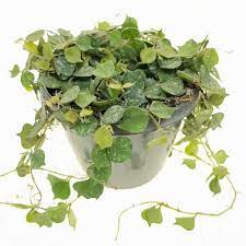 Hoya Curtisii fiore di cera foto reali vaso 12cm pianta grassa