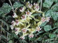 Hoya Curtisii fiore di cera foto reali vaso 12cm pianta grassa