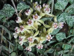 Hoya Curtisii fiore di cera foto reali vaso 12cm pianta grassa