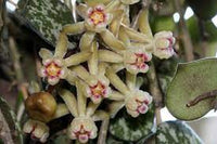 Hoya Curtisii fiore di cera foto reali vaso 12cm pianta grassa