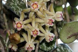 Hoya Curtisii fiore di cera foto reali vaso 12cm pianta grassa