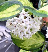 Hoya australis Lisa fiore di cera foto reale vaso 12cm pianta grassa