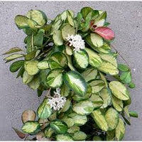 Hoya australis Lisa fiore di cera foto reale vaso 12cm pianta grassa