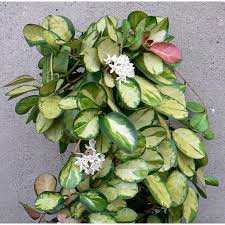 Hoya australis Lisa fiore di cera foto reale vaso 12cm pianta grassa