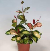 Hoya australis Lisa fiore di cera foto reale vaso 12cm pianta grassa