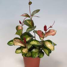 Hoya australis Lisa fiore di cera foto reale vaso 12cm pianta grassa