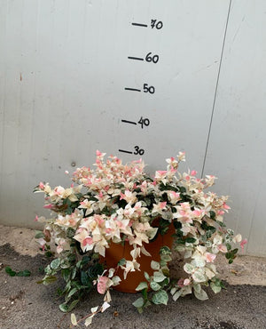 Trachelospermum jasminoides tricolor vaso 18cm falso gelsomino tricolor