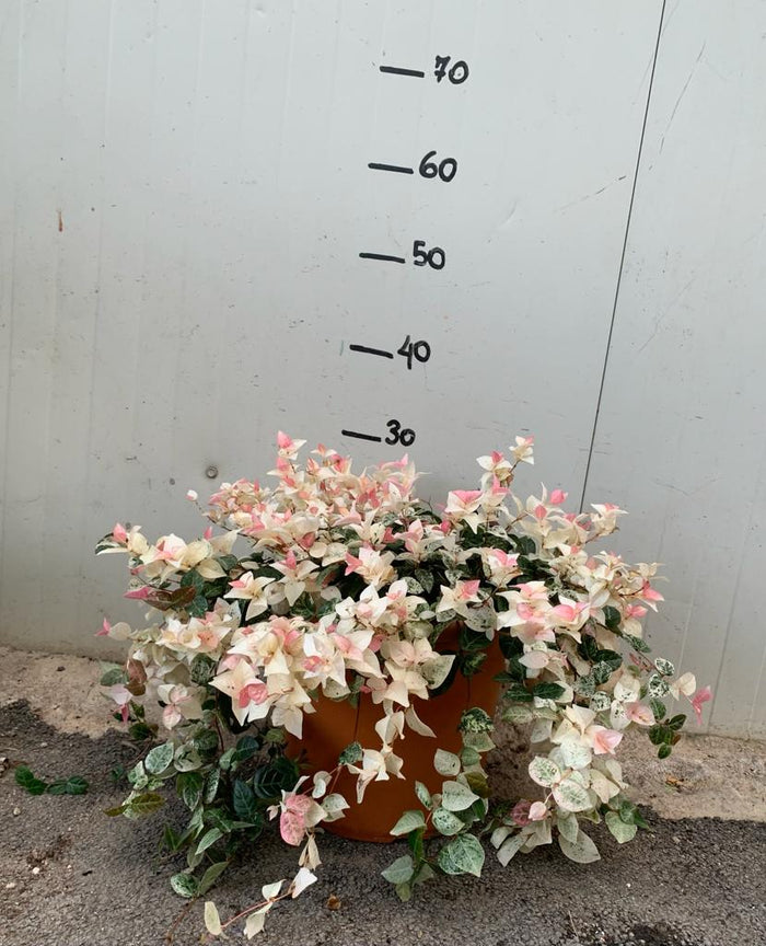 Trachelospermum jasminoides tricolor vaso 18cm falso gelsomino tricolor