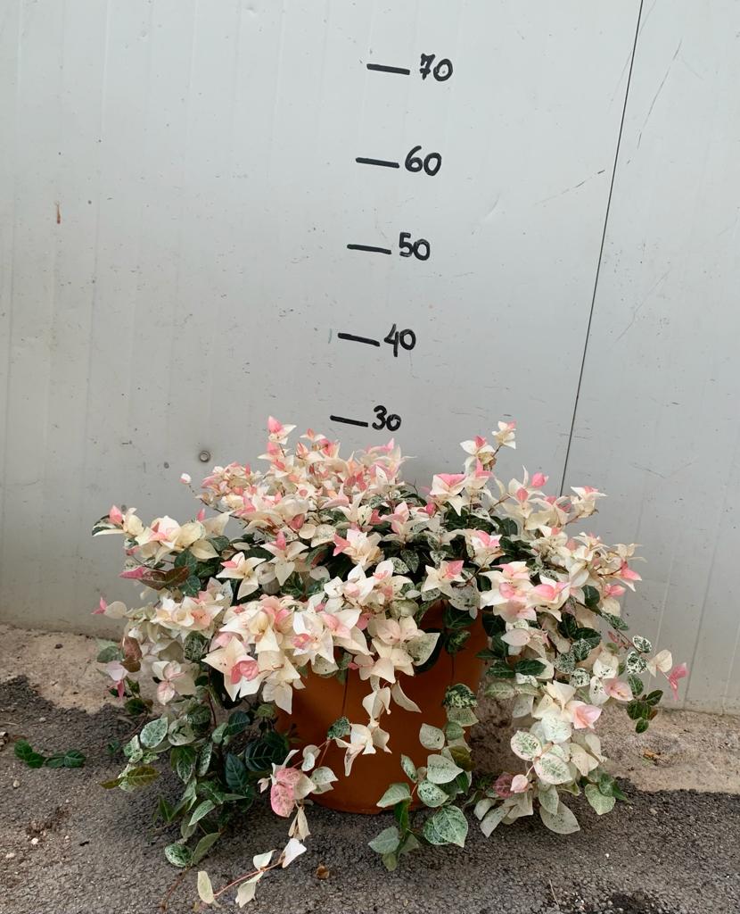 Trachelospermum jasminoides tricolor vaso 18cm falso gelsomino tricolor