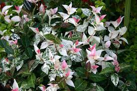 Trachelospermum jasminoides tricolor vaso 18cm falso gelsomino tricolor