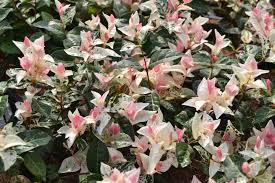 Trachelospermum jasminoides tricolor vaso 18cm falso gelsomino tricolor