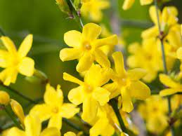 Jasminum nudiflorum, Gelsomino Giallo di San Giuseppe foto reali H 130cm pianta rampicante