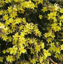 Jasminum nudiflorum, Gelsomino Giallo di San Giuseppe foto reali H 130cm pianta rampicante