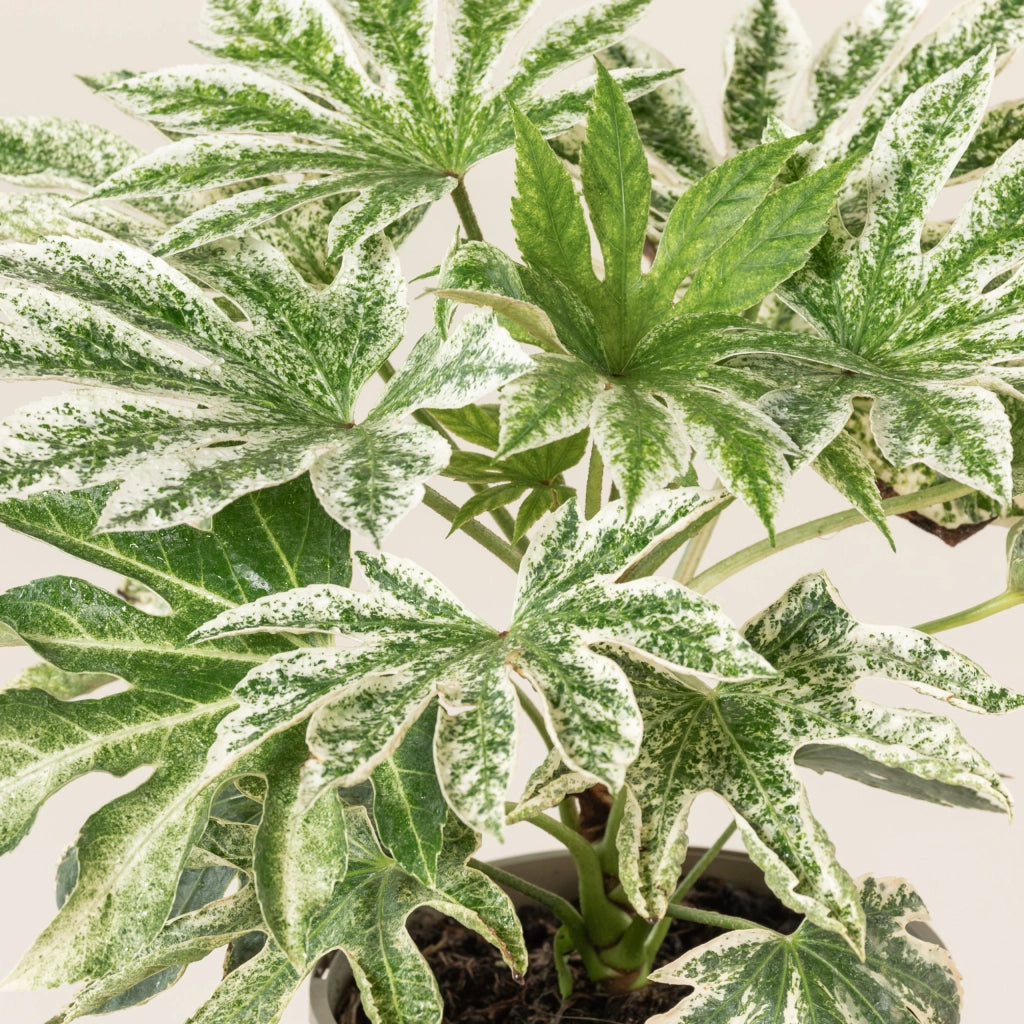 Fatsia japonica Spider's Web – Pianta Sempreverde Variegata in Vaso 24
