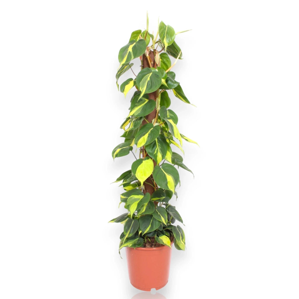 Gardenaria Philodendron scandens 'Brasil' - Pianta da interno ornamentale Altezza: 110 cm (vaso 24)