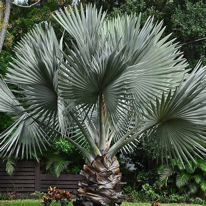 Bismarckia nobilis Silver H 180cm Palma tropicale foglia argento foto reale
