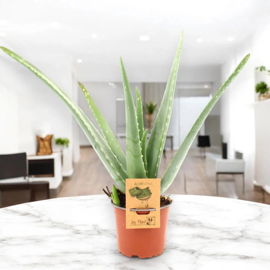 Gardenaria Aloe vera - Pianta da interno ornamentale Altezza: 40 cm (vaso 12)