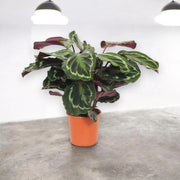 Gardenaria Calathea 'Medallion' - Pianta da interno ornamentale Altezza: 85 cm (vaso 19)