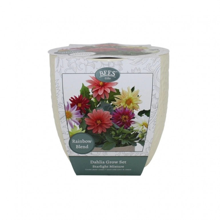 Kit Coltivazione Fiori di Dalia "Starlight", con vaso in ceramica, terriccio e semi