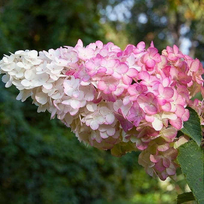 Pianta di Ortensia Paniculata Pannocchia VANILLE FRAISE in vaso 18 cm AMDGarden