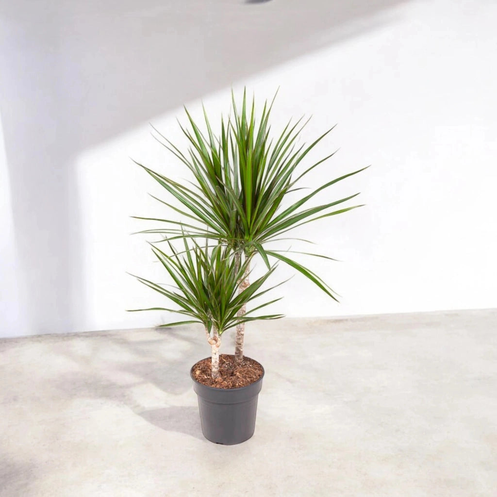 Gardenaria Dracaena fragrans marginata - Pianta da interno ornamentale Altezza: 130/140 cm (vaso 22)