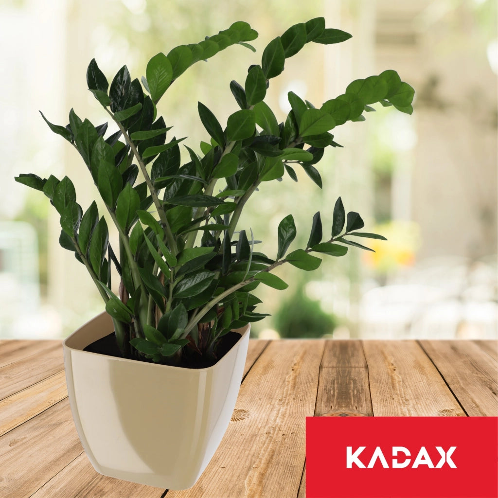 Vaso da fiori KADAX, Vaso da fiori, Quadrato, 16 cm, Plastica, Supporto per fiori, Beige