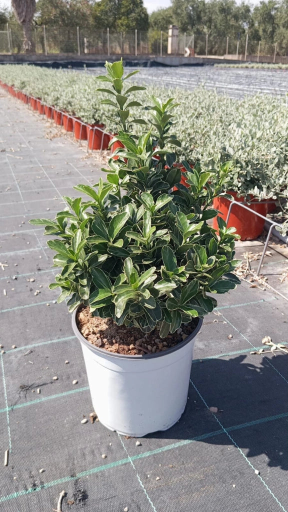 EUONYMUS BRAVO COMPACTA (EVONIMO) VASO 18