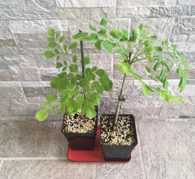 Moringa oleifera - Pianta dei miracoli DALLE MILLE PROPRIETÀ Vaso 17 Foto Reali