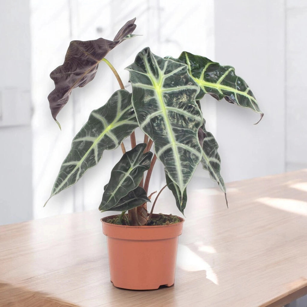 Gardenaria Alocasia 'Polly' - Pianta da interno ornamentale Altezza: 38 cm (vaso 12)