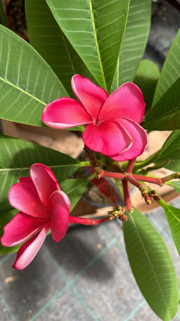Plumeria Waxy red, frangipane, H 60cm, foto reali