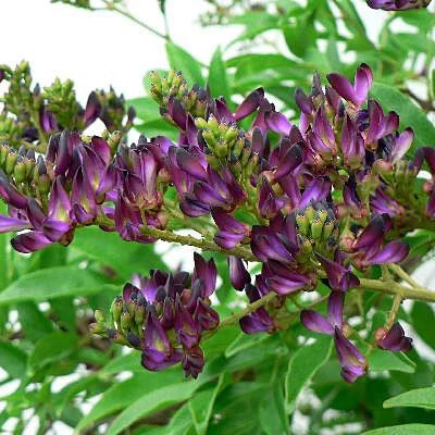 Millettia japonica – Glicine estivo Glicine rosso rampicante  V18 H 180cm
