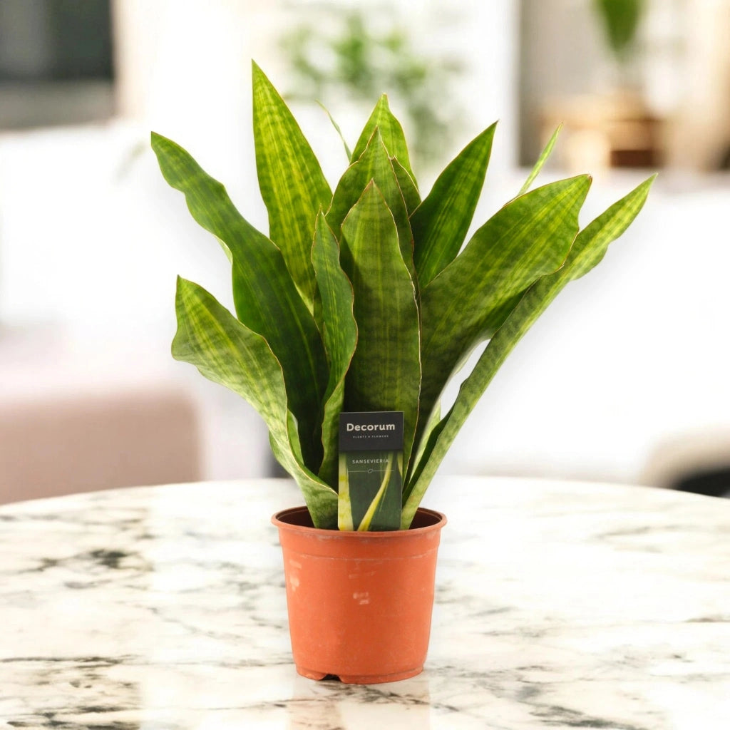 Gardenaria Sansevieria trifasciata aubry. 'Nite' - Pianta da interno ornamentale Altezza: 45 cm (vaso 14)