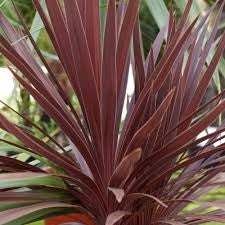 Cordyline australis Red Star vaso 24 cm – Pianta ornamentale da esterno