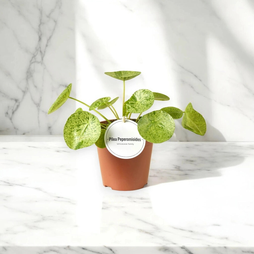 Gardenaria Pilea peperomioides - Pianta da interno ornamentale Altezza: 40/50 cm (vaso22)