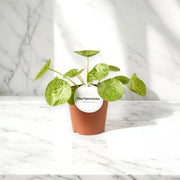 Gardenaria Pilea peperomioides - Pianta da interno ornamentale Altezza: 40/50 cm (vaso22)