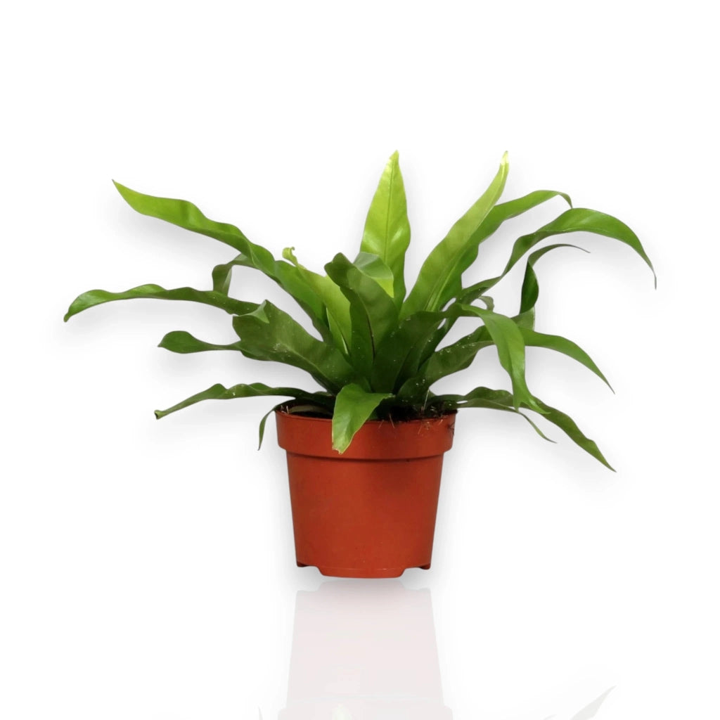Gardenaria Asplenium antiquum - Pianta da interno ornamentale Altezza: 25 cm (vaso 12)