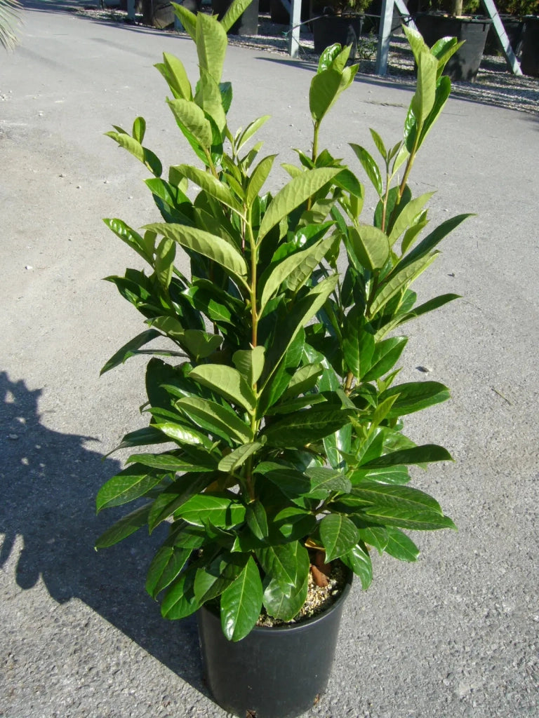 Gardenaria Prunus Laurocerasus 'Novita' - Arbusto ornamentale da giardino Altezza: 100/120cm (vaso24)