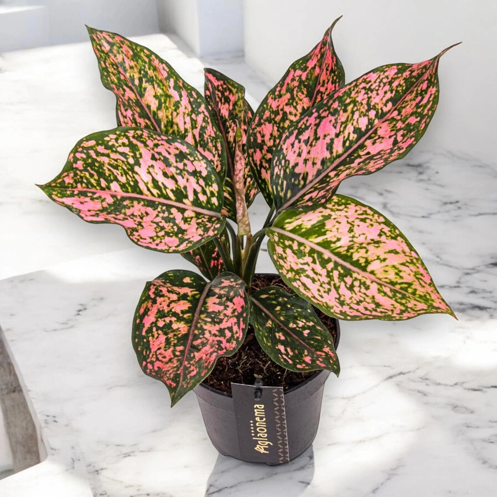 Gardenaria Aglaonema 'Pink Leopard' - Pianta da interno ornamentale Altezza: 40 cm (vaso 19)