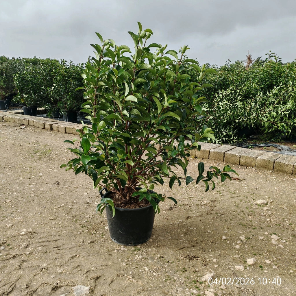 VIBURNUM LUCIDUM CESP.50