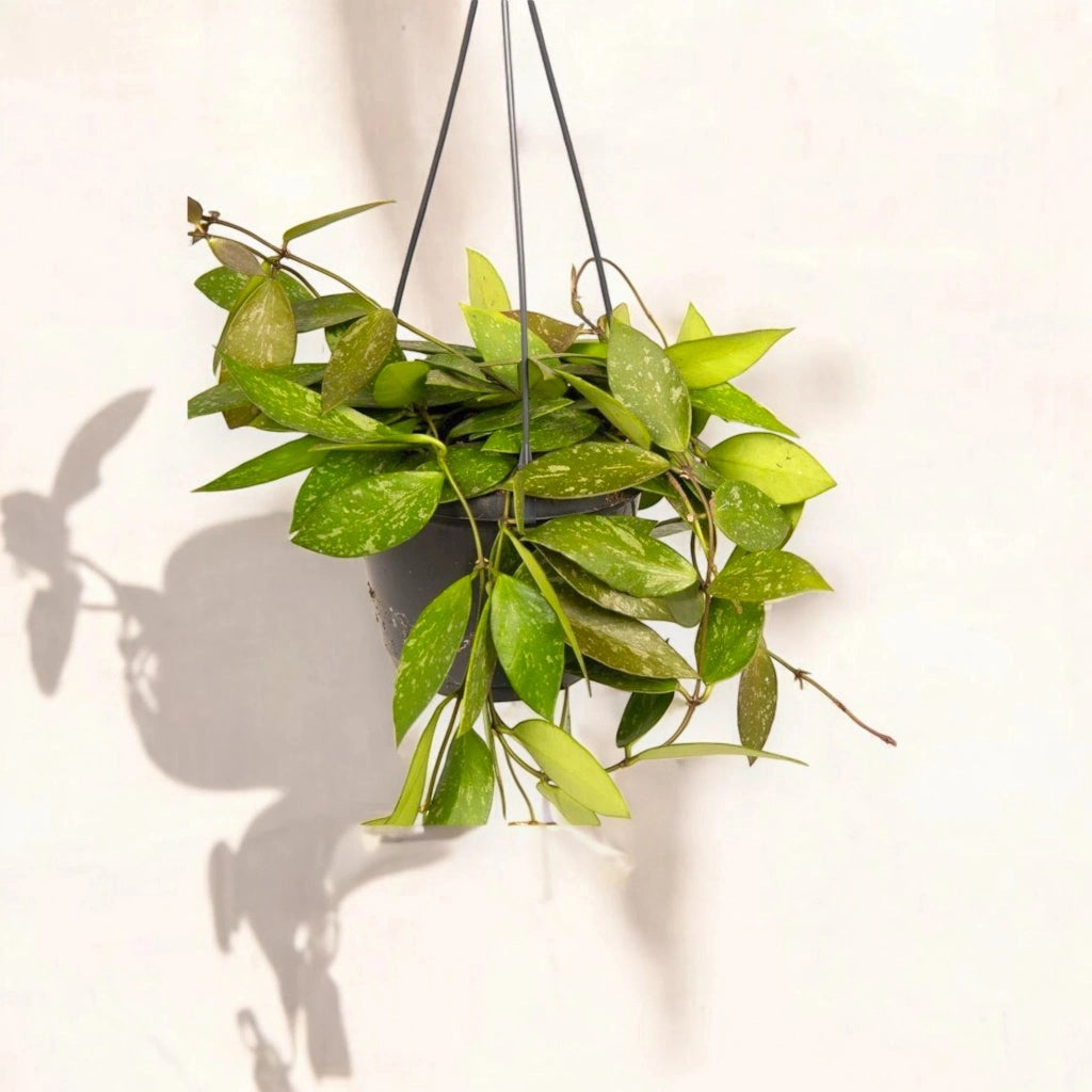 Gardenaria Hoya carnosa 'Gracilis' - Pianta da interno ornamentale Altezza: 30 cm (vaso 14)