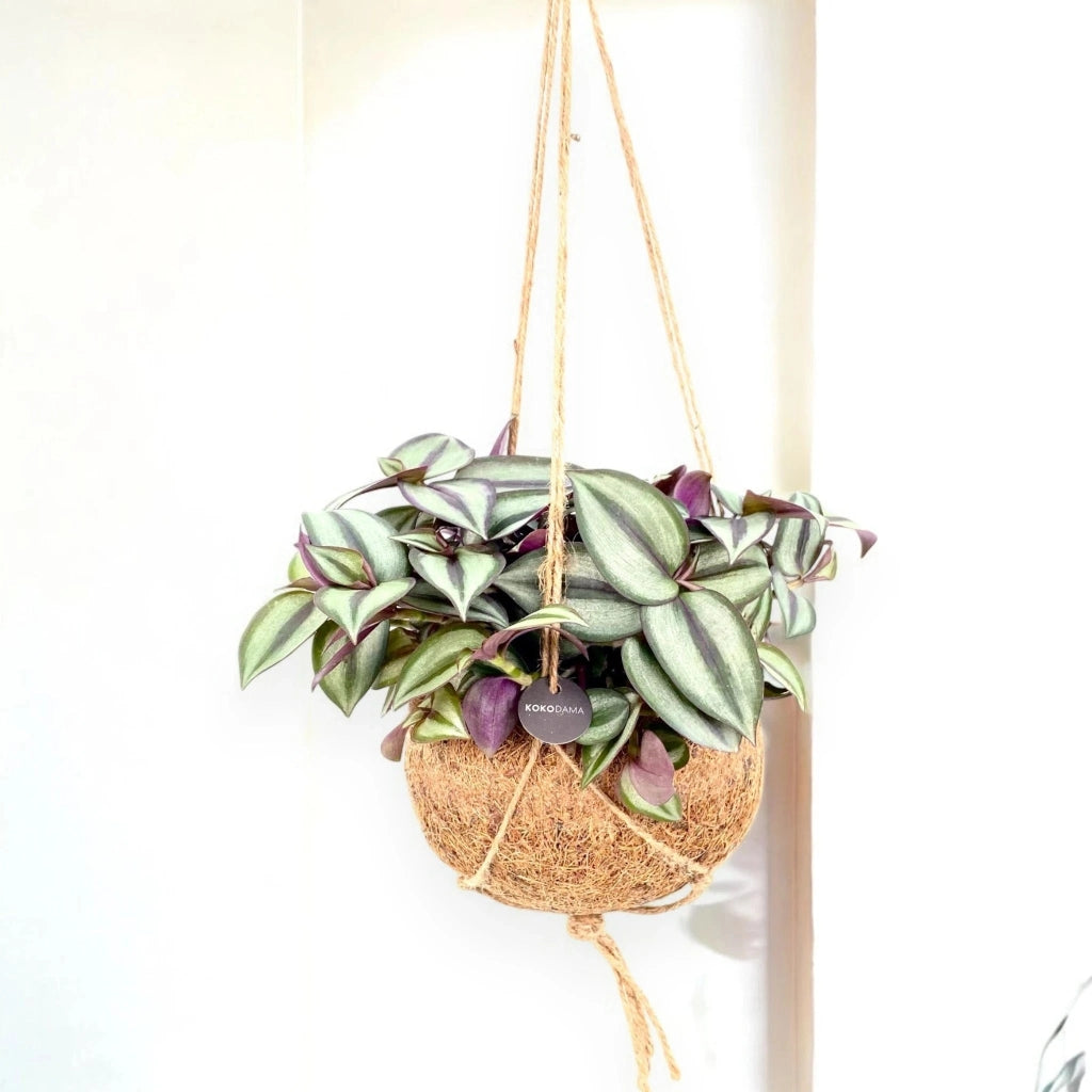 Gardenaria Tradescantia zebrina 'Purpusii' kokedama - Pianta da interno ornamentale Altezza: 25 cm (vaso 15)