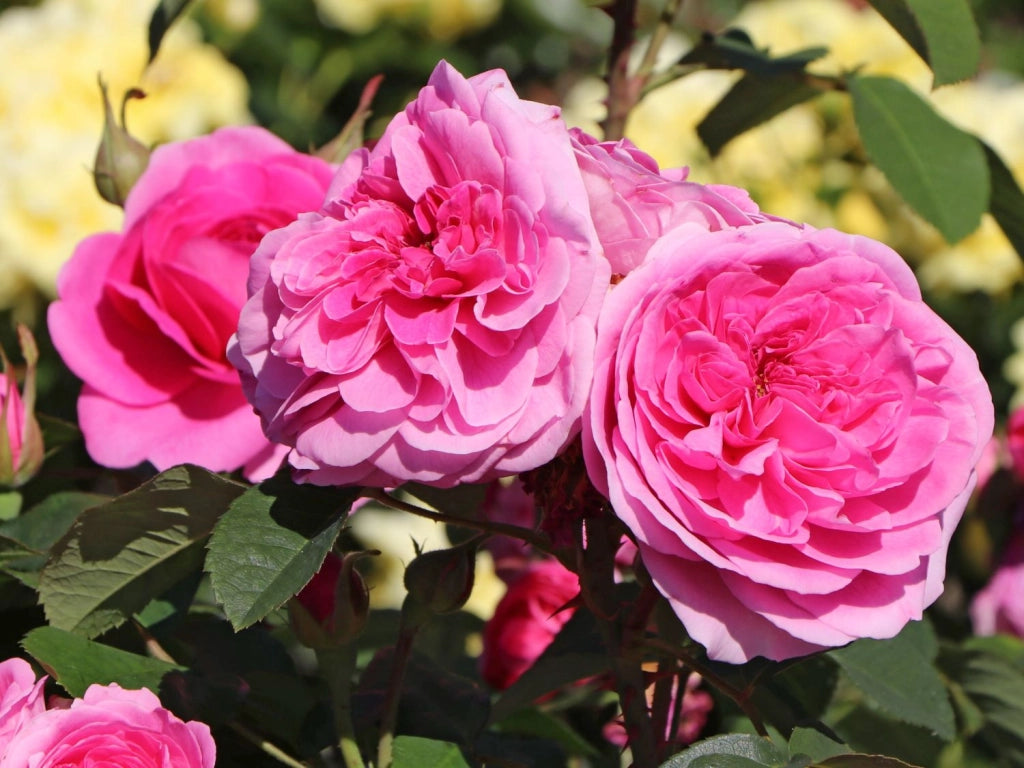 Rosa Gertrude Jekyll: profumo intenso e fioritura romantica inglese