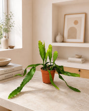 Gardenaria Epiphyllum fruhlingsgold - Pianta da interno ornamentale Altezza: 33 cm (vaso 12)