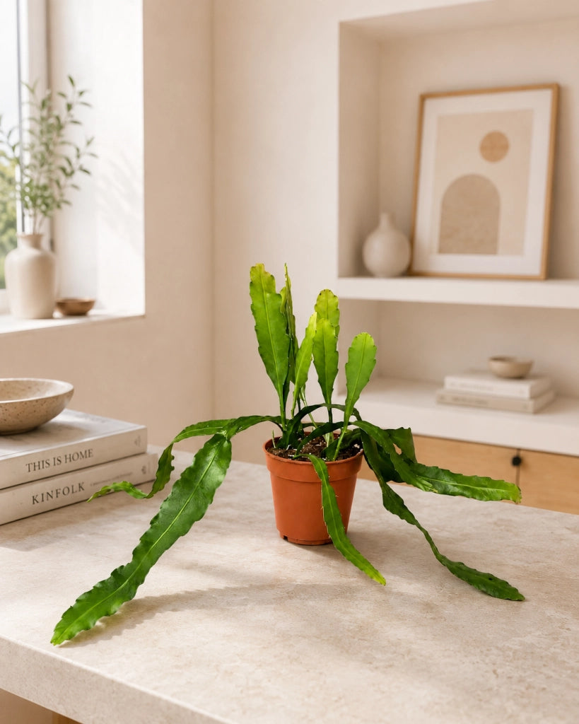 Gardenaria Epiphyllum fruhlingsgold - Pianta da interno ornamentale Altezza: 33 cm (vaso 12)