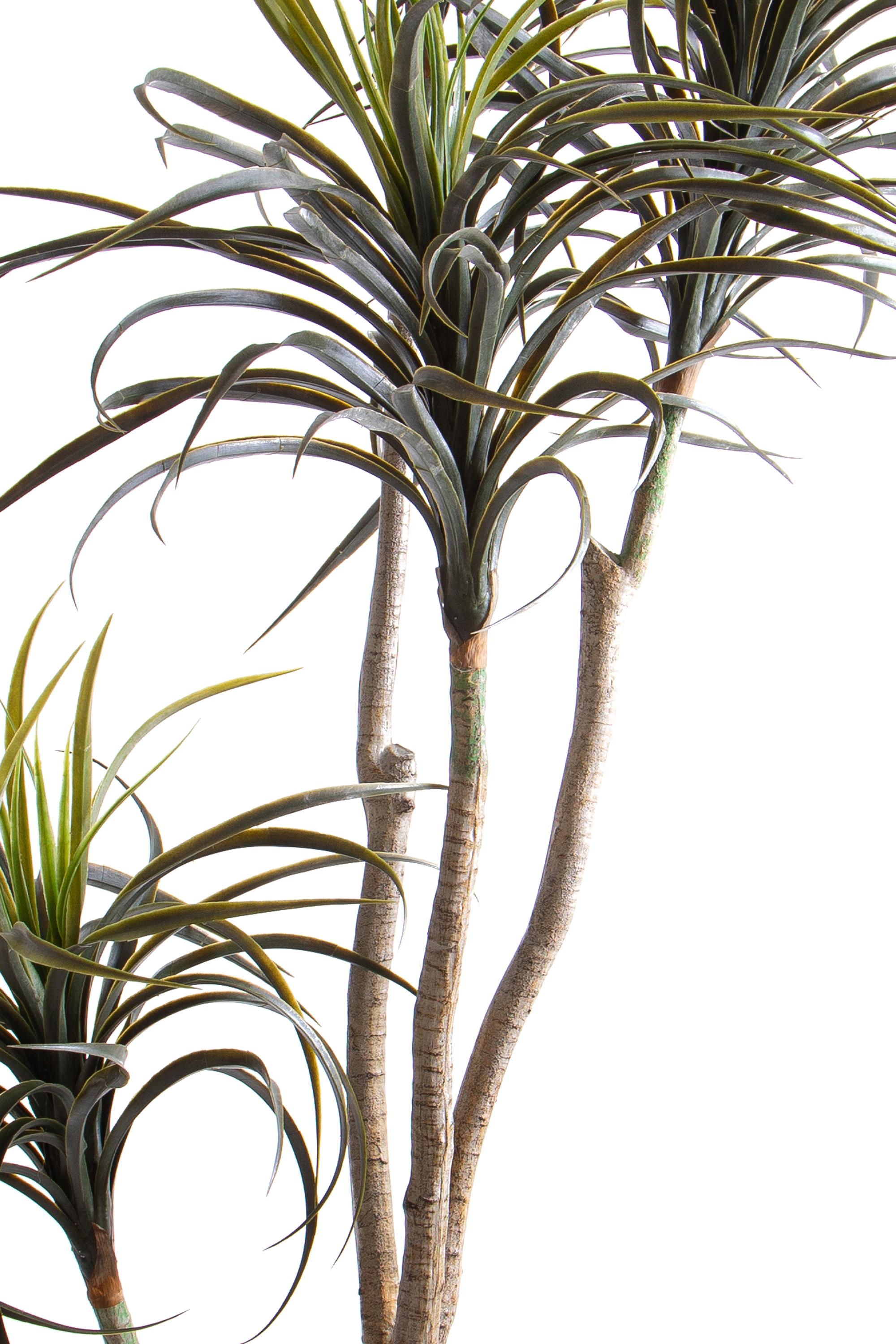 Pianta Artificiale Nolina Recurvata H 210 cm