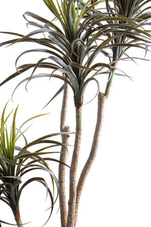 Pianta Artificiale Nolina Recurvata H 210 cm