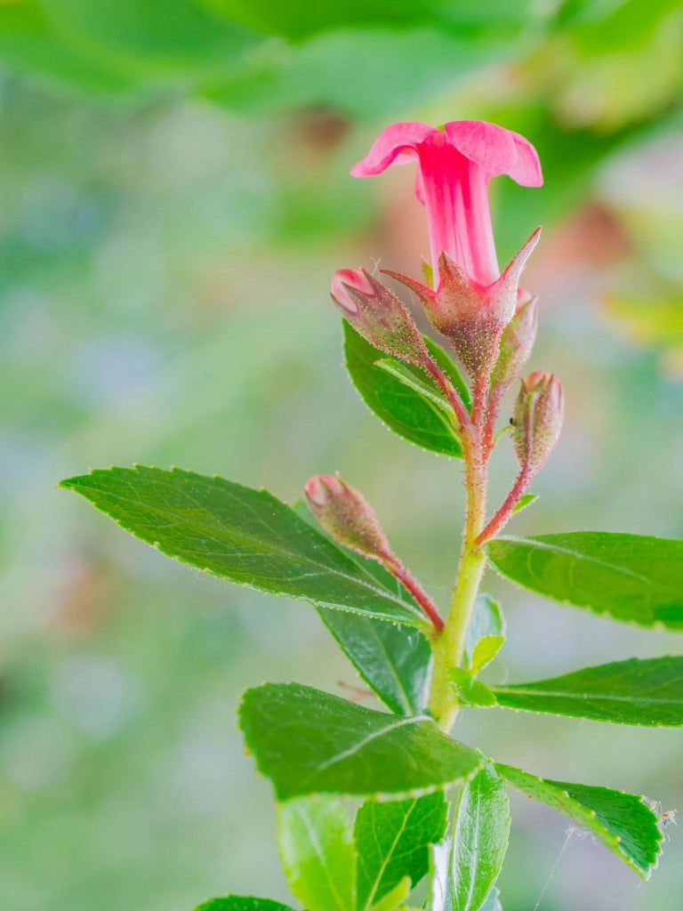ESCALLONIA MACRANTHA ROSEA VASO 18