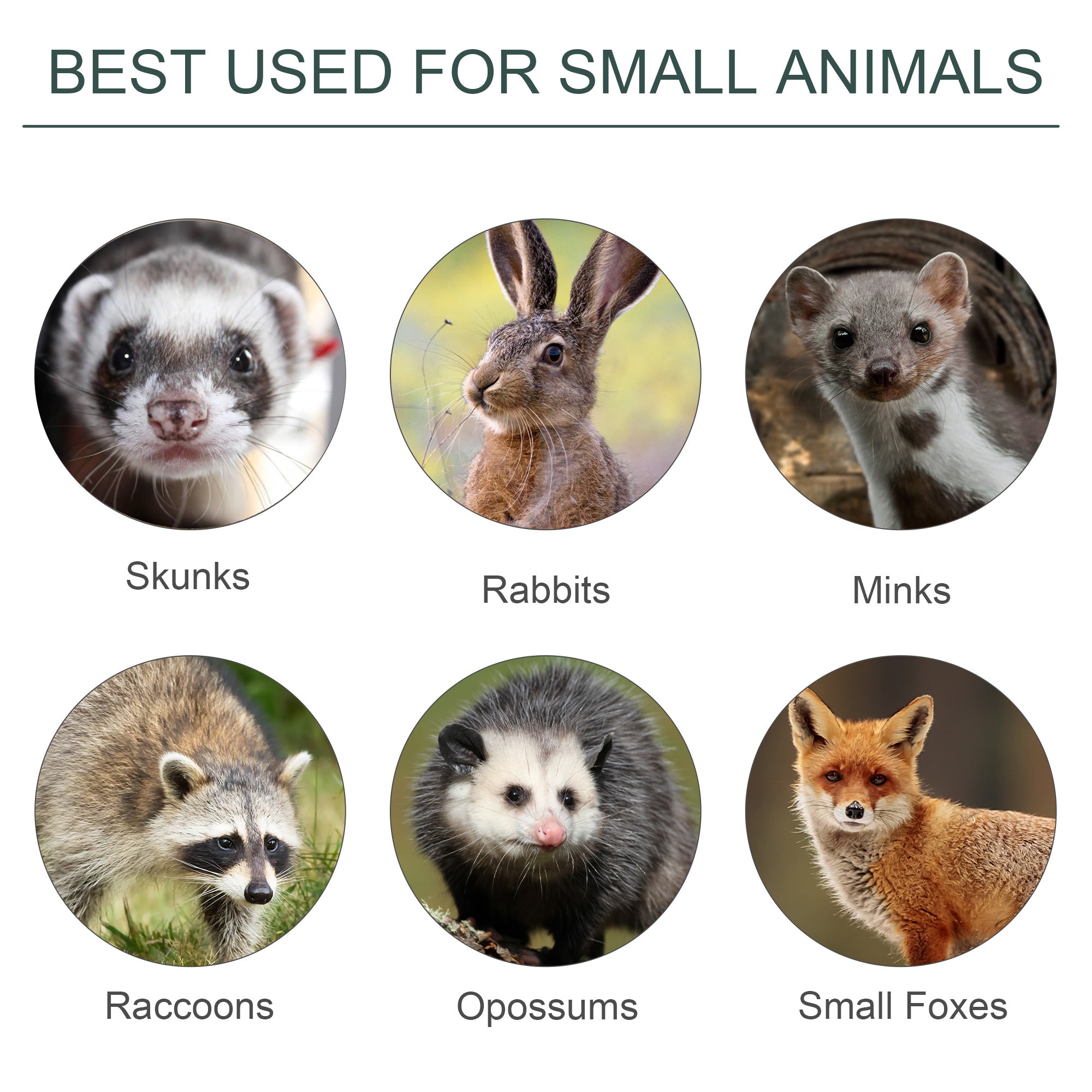 Gabbia Trappola per Animali Vivi Piccoli con Doppia Porta e Maniglia 60x18x20cm Verde Scuro